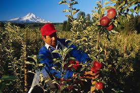 Multiple Apple pickers needed in France